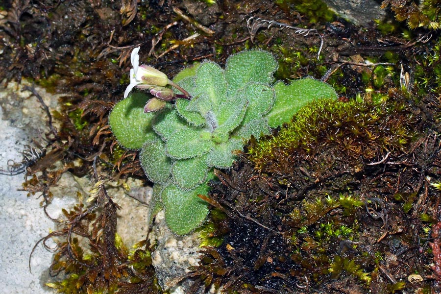 Arabis stellata da determinare